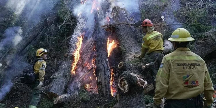 La Palabra de Milei sobre Incendios Forestales