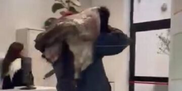 Un productor denuncia el abigeato en La Pampa mostrando restos de una vaca en el municipio