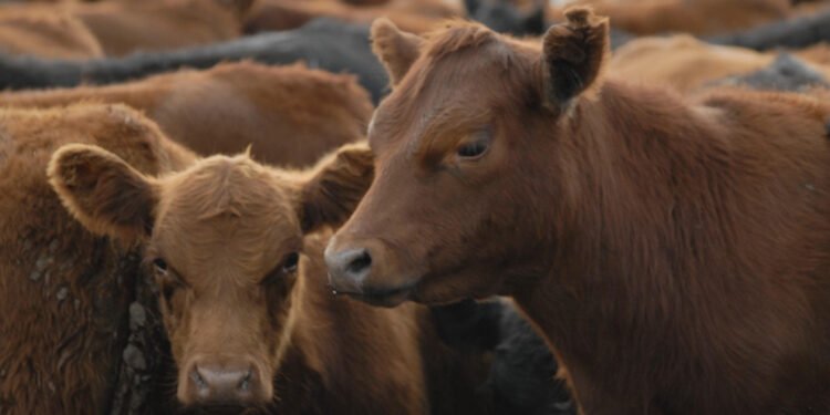 El peso promedio de faena en la ganadería argentina alcanza niveles históricos