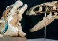 Descubren en La Rioja fósiles de un reptil prehistórico anterior a los dinosaurios