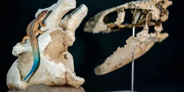 Descubren en La Rioja fósiles de un reptil prehistórico anterior a los dinosaurios