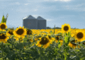 Proyección positiva: las exportaciones de girasol argentino superan los US$1600 millones y continúan en ascenso