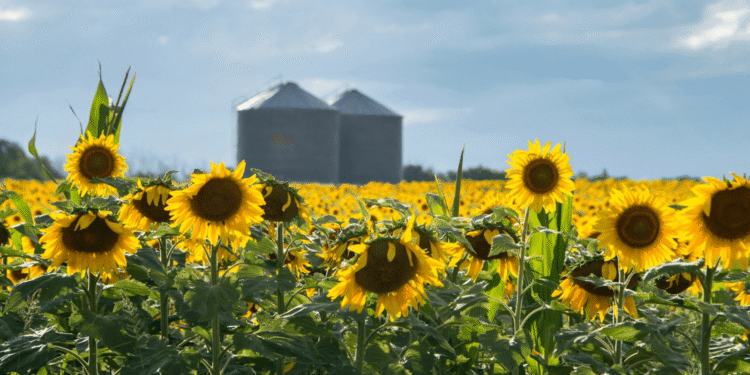 Proyección positiva: las exportaciones de girasol argentino superan los US$1600 millones y continúan en ascenso