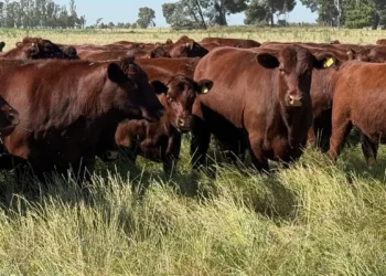 Incremento en la producción de carne con reducción de la huella ambiental: una oportunidad para el mercado digital