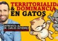 Carlos Gutiérrez, veterinario: ‘El 13% de los gatos experimentan ansiedad por separación, pero la mayoría se relaja’