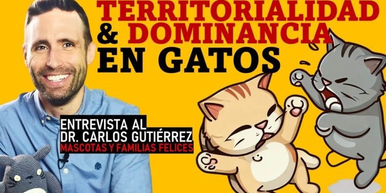 Carlos Gutiérrez, veterinario: ‘El 13% de los gatos experimentan ansiedad por separación, pero la mayoría se relaja’