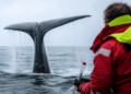 Investigadores argentinos descubren el secreto evolutivo de las ballenas