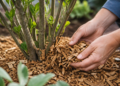 La práctica del mulching: beneficios de utilizar chips de madera en el jardín