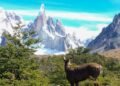 Hay menos de 2000 ejemplares: el plan científico con cámaras térmicas para monitorear al “fantasma de los Andes”, una especie en peligro de extinción de la Patagonia