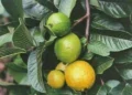 Un árbol plantado en 1825 se convierte en un desafío ecológico en Hawái