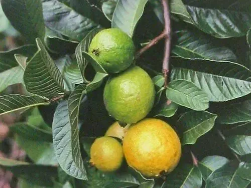 Un árbol plantado en 1825 se convierte en un desafío ecológico en Hawái