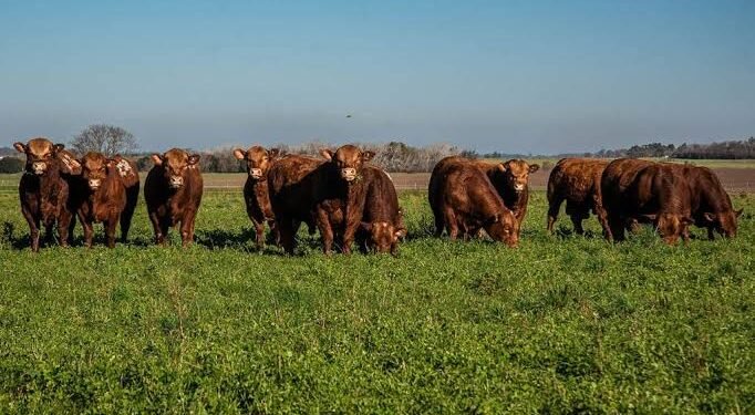 El precio del toro refleja la economía de la cría, pero no anticipa el ciclo ganadero